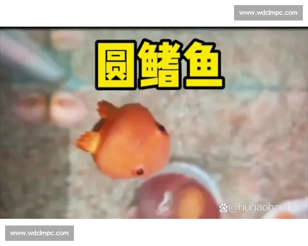 《激烈的小鱼游泳比赛引发热议 可爱小鱼们拼尽全力争夺冠军》 《激烈的小鱼游泳比赛引发热议 可爱小鱼们拼尽全力争夺冠军》
