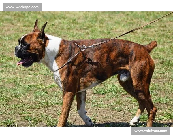 全球顶级纯种犬盛会精彩瞬呈 专业评审严格比拼实力风采 全球顶级纯种犬盛会精彩瞬呈 专业评审严格比拼实力风采