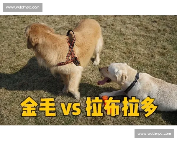 金毛犬竞技大赛精彩瞬间 高能对决展现忠诚与勇气 金毛犬竞技大赛精彩瞬间 高能对决展现忠诚与勇气